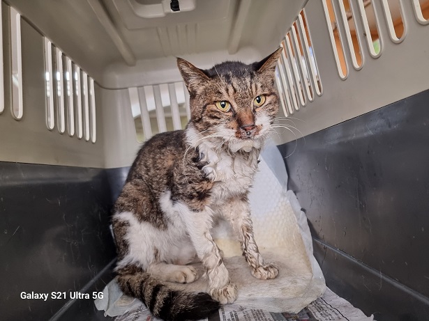 종료(자연사) 한국…